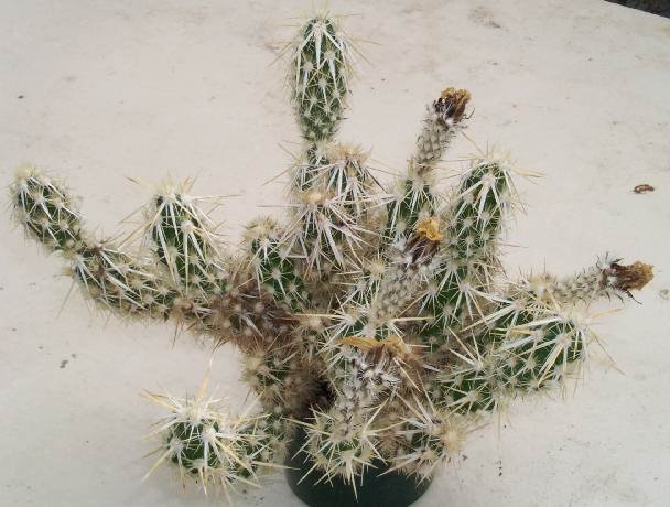 tephracactus_clavata